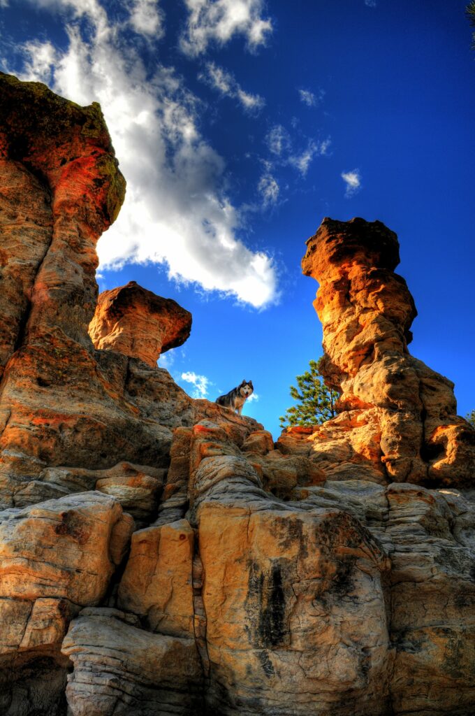 Majestic Husky on Rugged Rocks: Breathtaking Mountain Wallpaper