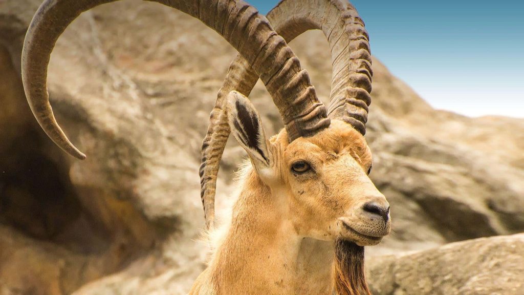 Majestic Ibex close-up with ridged horns and beard on rocky mountain cliffs wildlife wallpaper