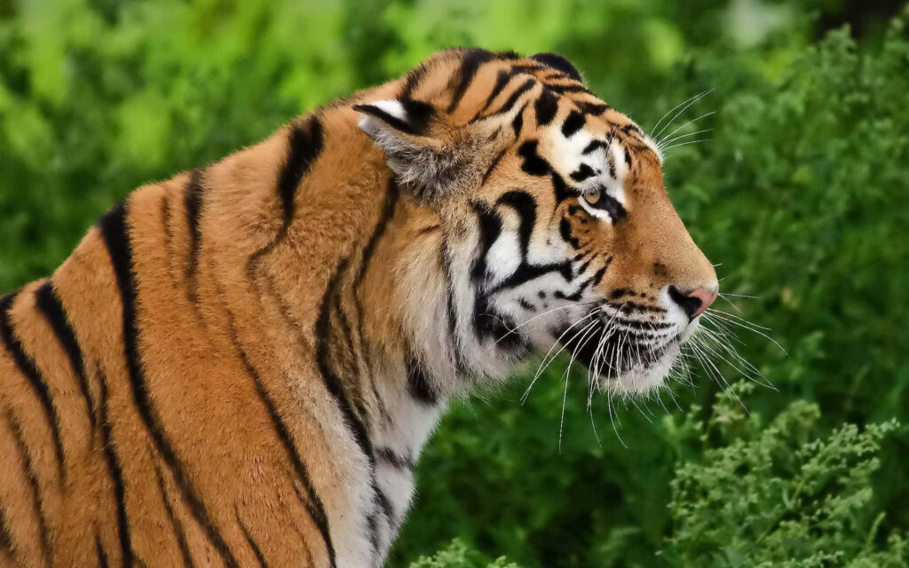 Majestic Indian Tiger Wallpaper in Lush Greenery Background