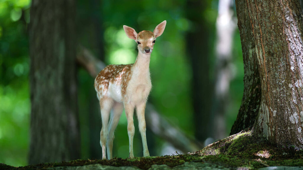 Majestic Forest Encounter: Adorable Baby Deer Scenery in Desktop Wallpaper