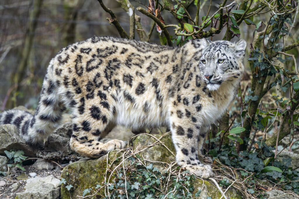 Majestic Irbis Snow Leopard in Lush Greenery - Stunning Wallpaper