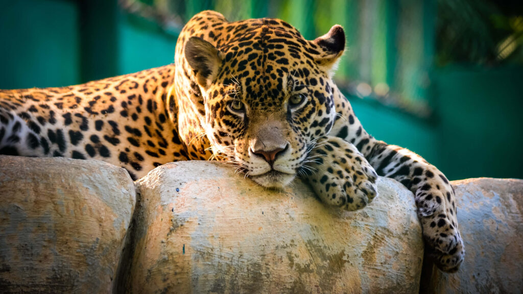 Majestic Jaguar on Rocks - Stunning Wildlife Wallpaper Background