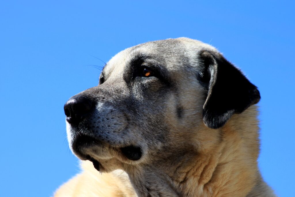 Majestic Kangal Dog Wallpaper: Strength & Loyalty in Clear Blue Sky