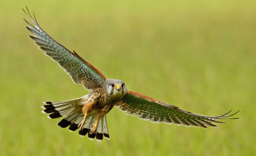 Majestic Kestrel in Mid-Flight: Stunning Wallpaper Background