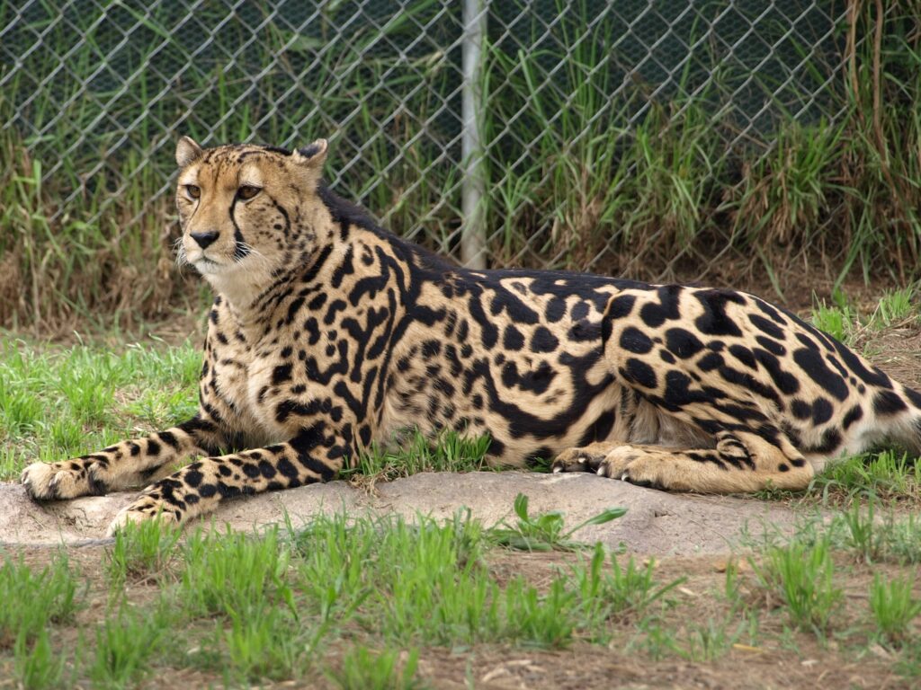 Majestic King Cheetah Wallpaper: Unique Fur Pattern on Grass