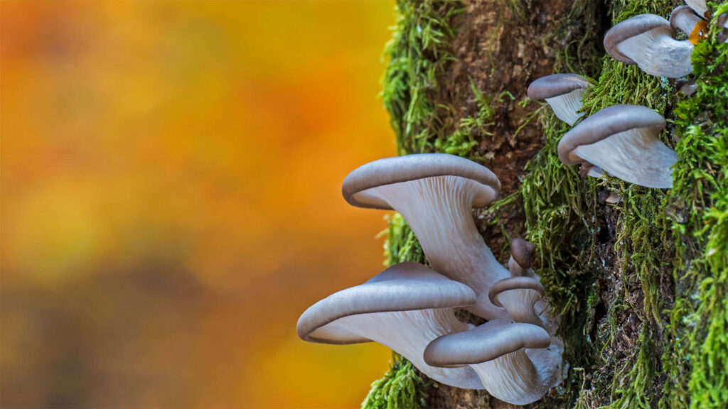 Majestic Mushroom: A Close-up Delight on Mossy Branch Wallpaper
