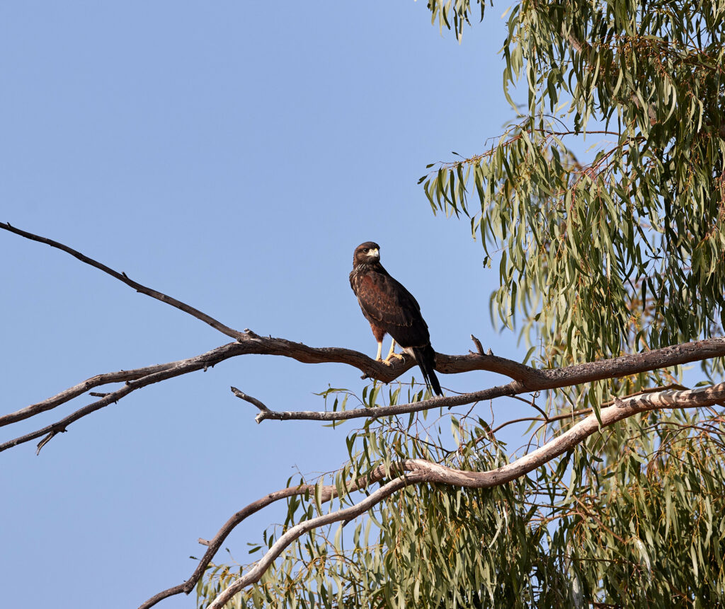 Majestic Kite on Tree Branch: Serene Predator in Clear Blue Sky Wallpaper
