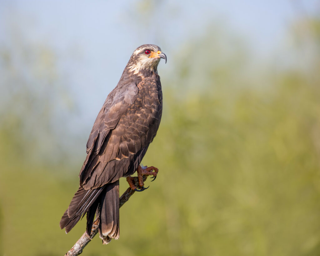 Majestic Kite Wallpaper: Stunning High-Res Bird on Branch