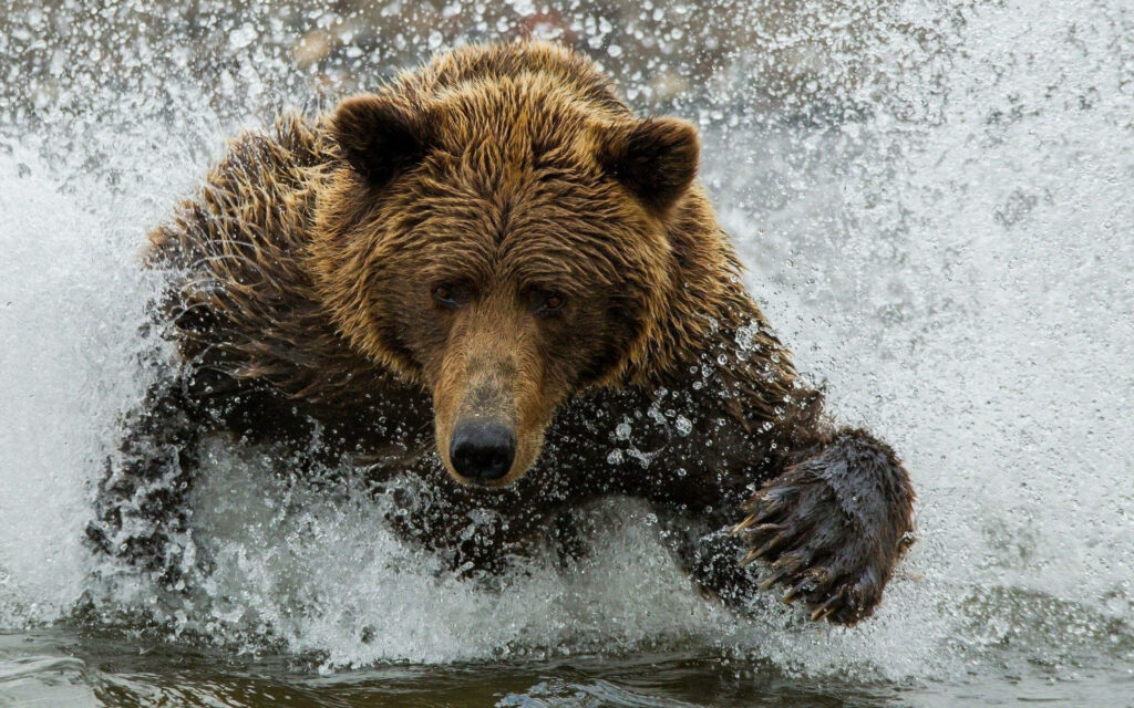 Majestic Kodiak Bear Charging Through Water - Nature Wallpaper