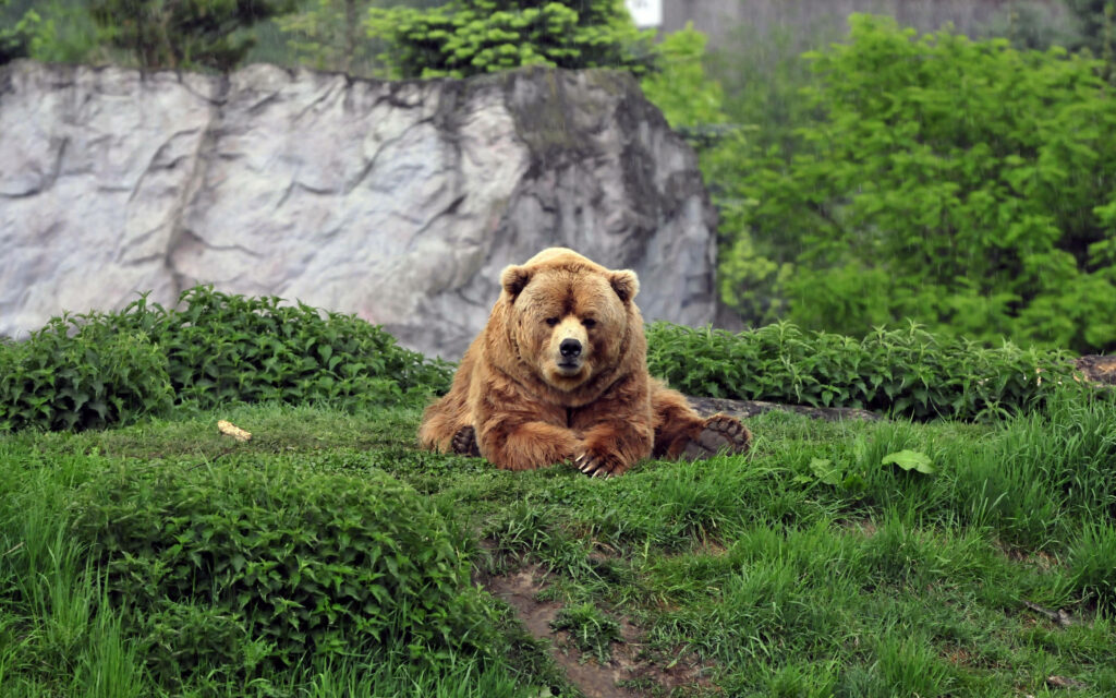 Majestic Kodiak Bear Wallpaper in Lush Green Foliage Background