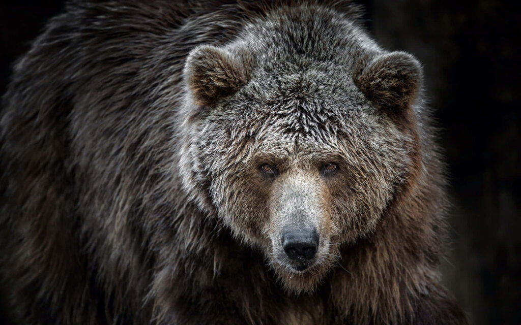 Majestic Kodiak Bear Wallpaper: Intense Gaze & Dark Natural Background