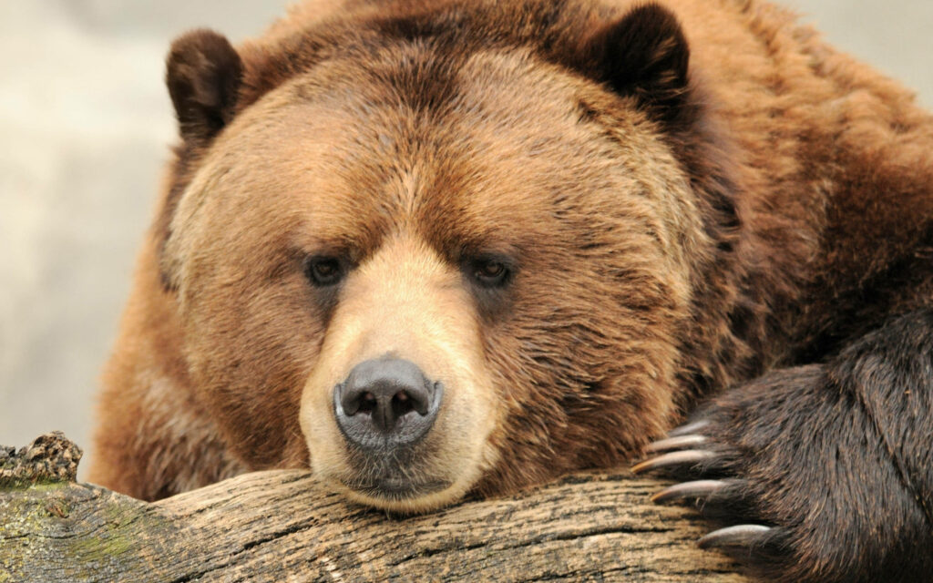 Kodiak Bear Resting on Branch: Majestic Wildlife Wallpaper