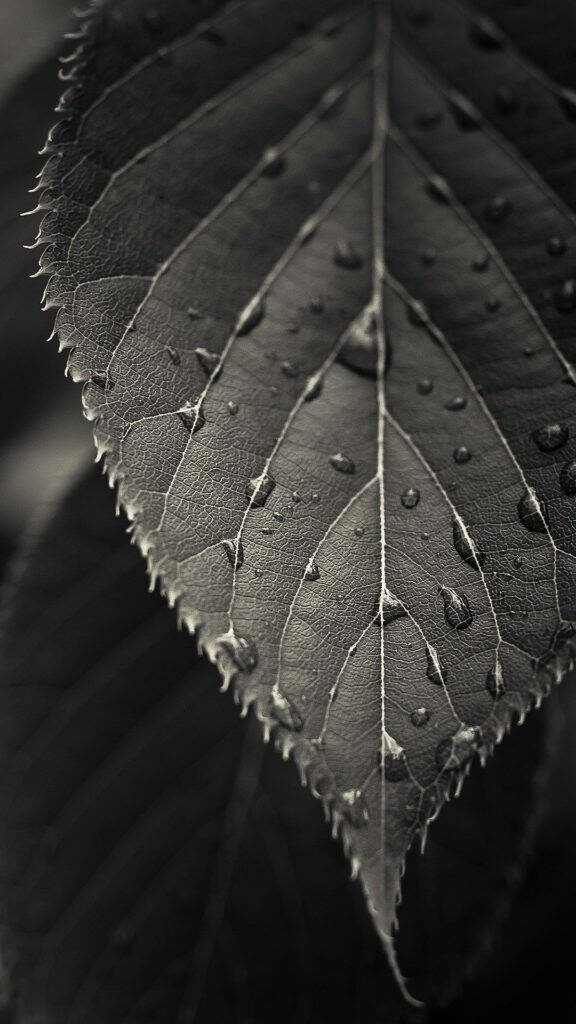 Dew-Drenched Leaf: Immersive HD Nature Phone Background Wallpaper