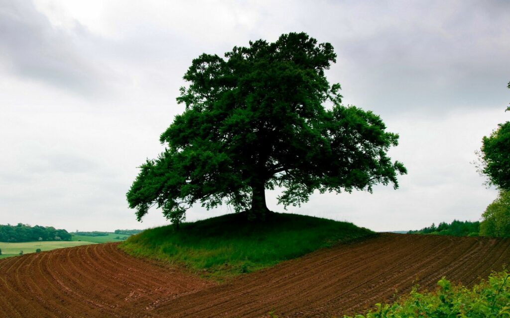 Large leafy tree on grassy mound amid tilled farmland under cloudy sky rural nature growth background Wallpaper