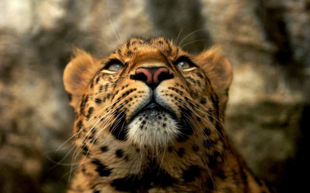 Majestic Leopard Close-Up Wallpaper: Striking Eyes & Patterned Fur