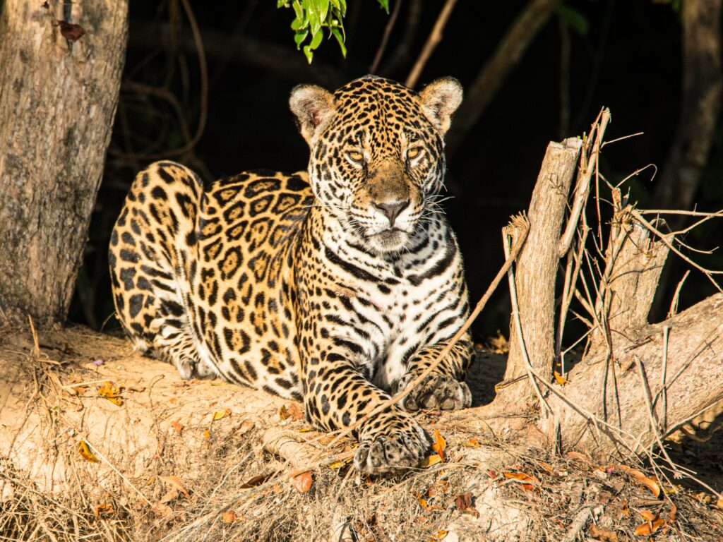 Majestic Leopard on Sunlit Branch: A Stealthy Predator's Watch Wallpaper