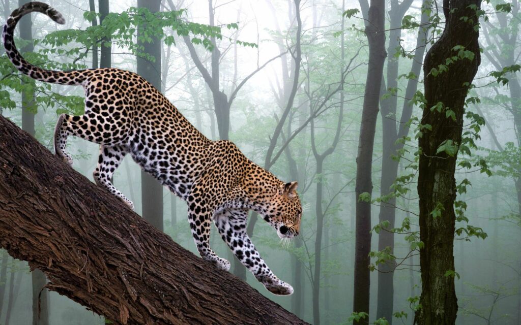 Majestic Leopard Walking on Tree Branch in Misty Forest Wallpaper