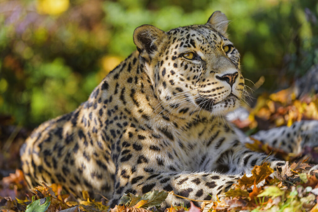 Majestic Leopard Among Autumn Leaves: Nature's Vigilant Predator Wallpaper