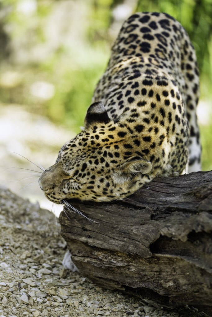 Majestic Leopard on Log: Detailed Big Cat Wallpaper Background