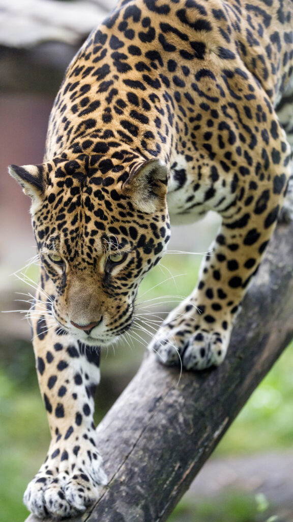 Majestic Leopard on Tree Branch - Powerful Predator Wallpaper
