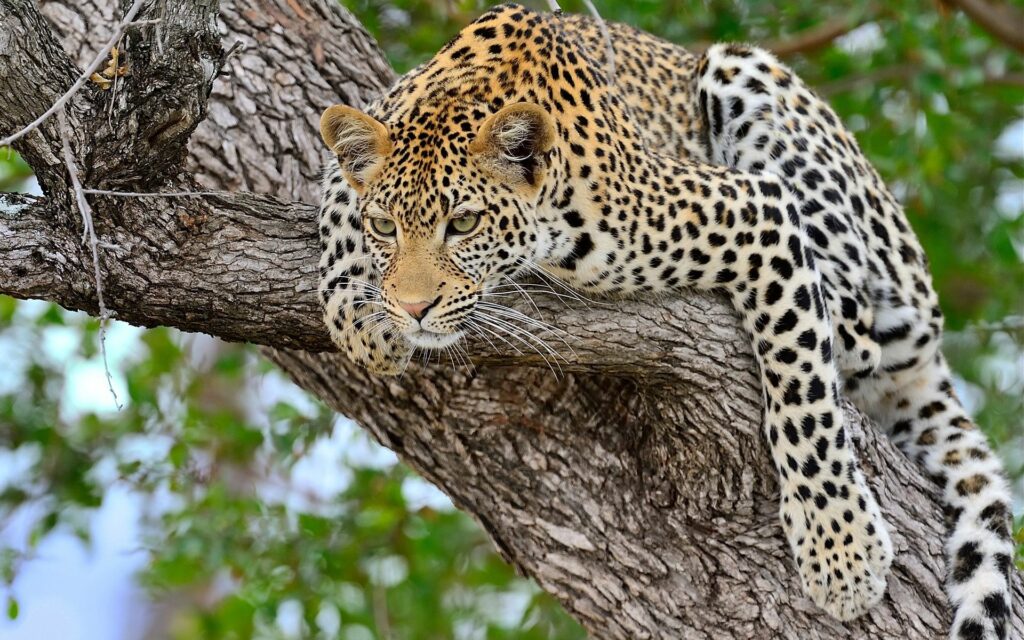 Majestic Leopard Resting on Tree Branch - Elegant Wildlife Wallpaper
