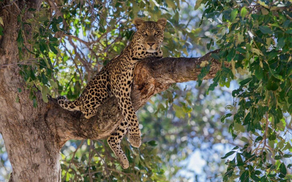 Majestic Leopard Wallpaper: Graceful Predator on Tree Branch