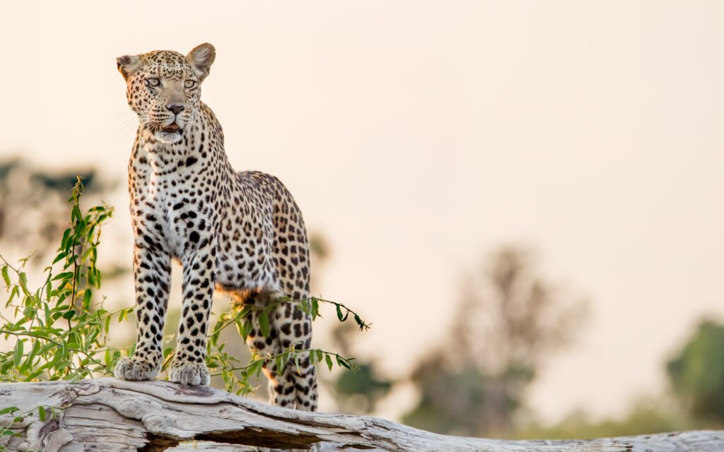 Majestic Leopard on Rock - Wild Predator Wallpaper Background