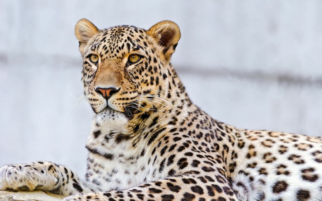 Majestic Leopard Wallpaper: Intense Elegance in 1920x1200 Background