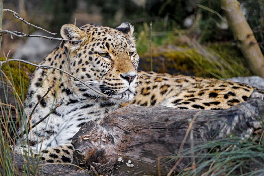 Majestic Leopard Resting in Nature: Stunning Wildlife Wallpaper