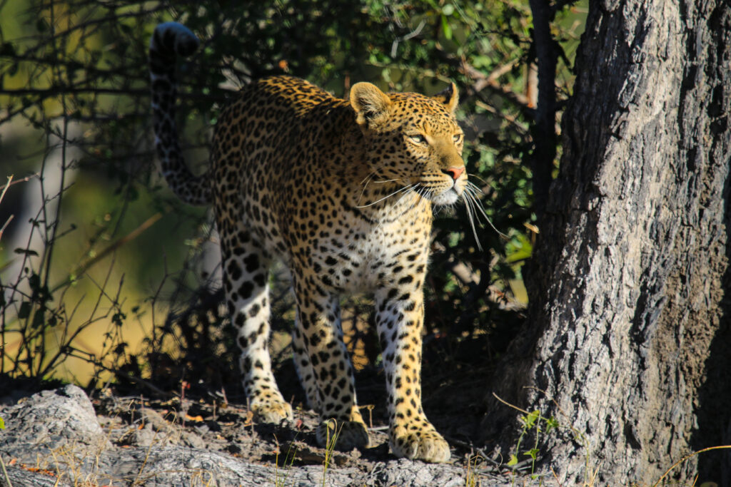 Majestic Leopard Wallpaper: Nature's Beauty & Raw Power