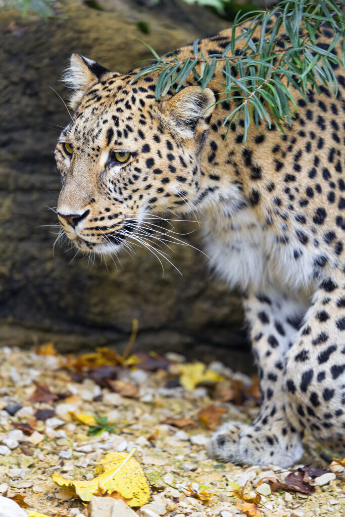 Majestic Leopard in Autumn: Elegant Predator Wallpaper Background