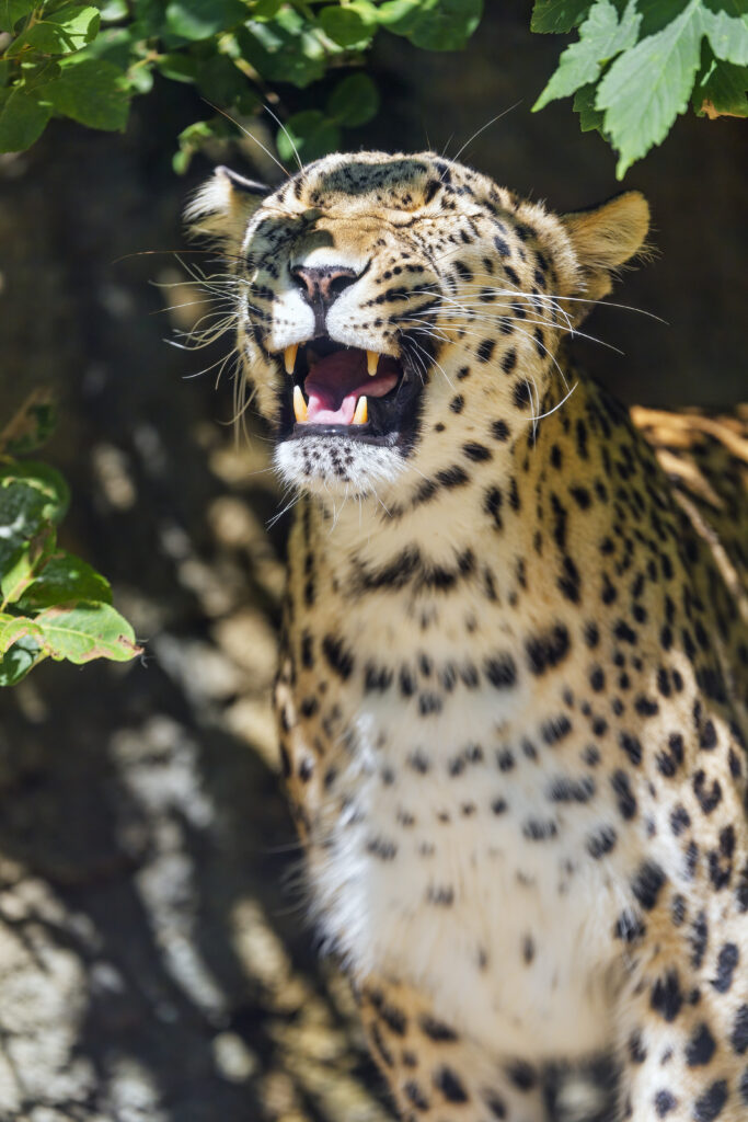 Majestic Leopard Wallpaper: Power & Grace in Lush Greenery