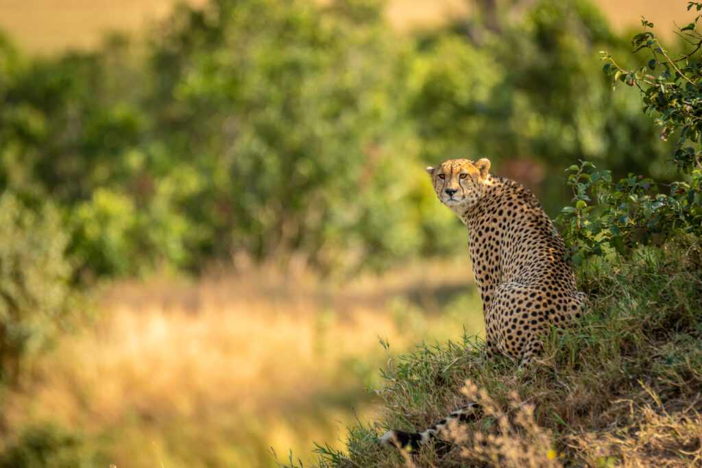 Majestic Leopard Wallpaper: Graceful Predator in Lush Green Background