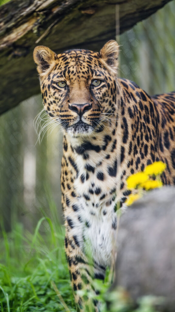 Majestic Leopard in Lush Habitat: Nature's Powerful Predator Wallpaper