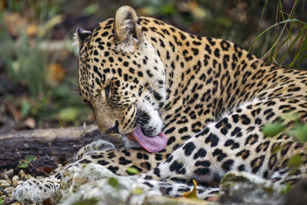 Majestic Leopard Cleaning Paw in Natural Setting - Stunning Wallpaper