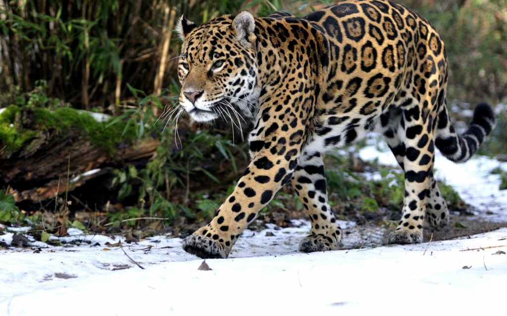 Majestic Leopard Walking in Snowy Landscape: Striking Wildlife Wallpaper