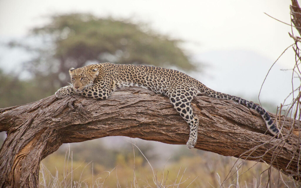 Majestic Leopard on Tree Trunk in Serene African Landscape Wallpaper