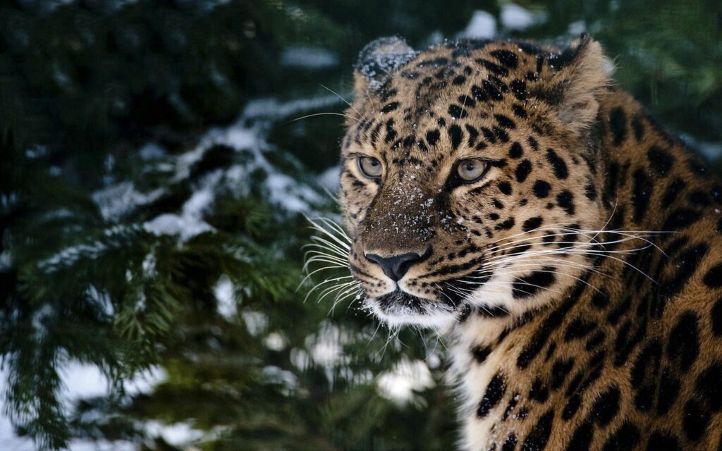 Majestic Leopard in Snowy Landscape: Intense Gaze Wallpaper