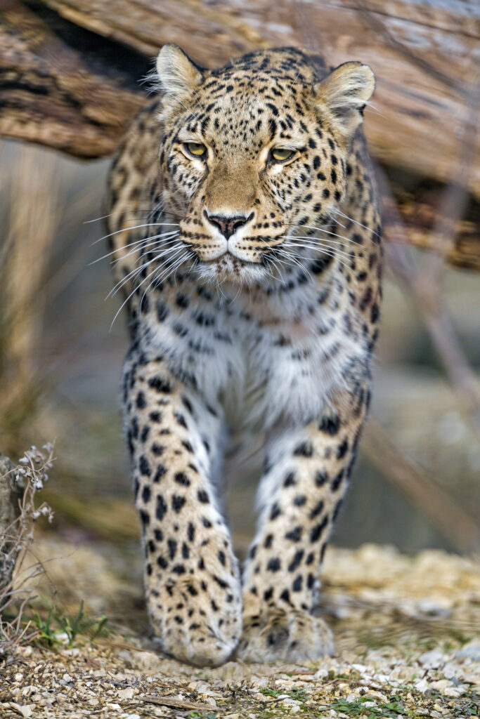 Majestic Leopard Wallpaper: Stunning Big Cat Background Image