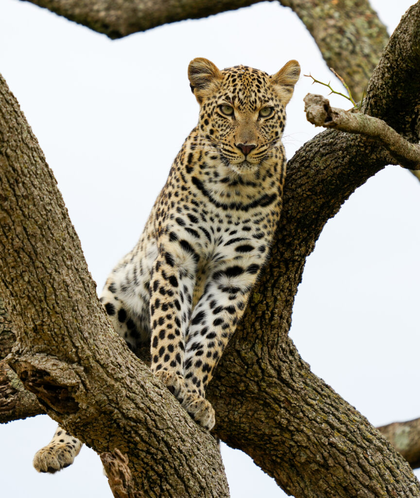 Majestic Leopard Wallpaper: Striking Spots in Wild Habitat