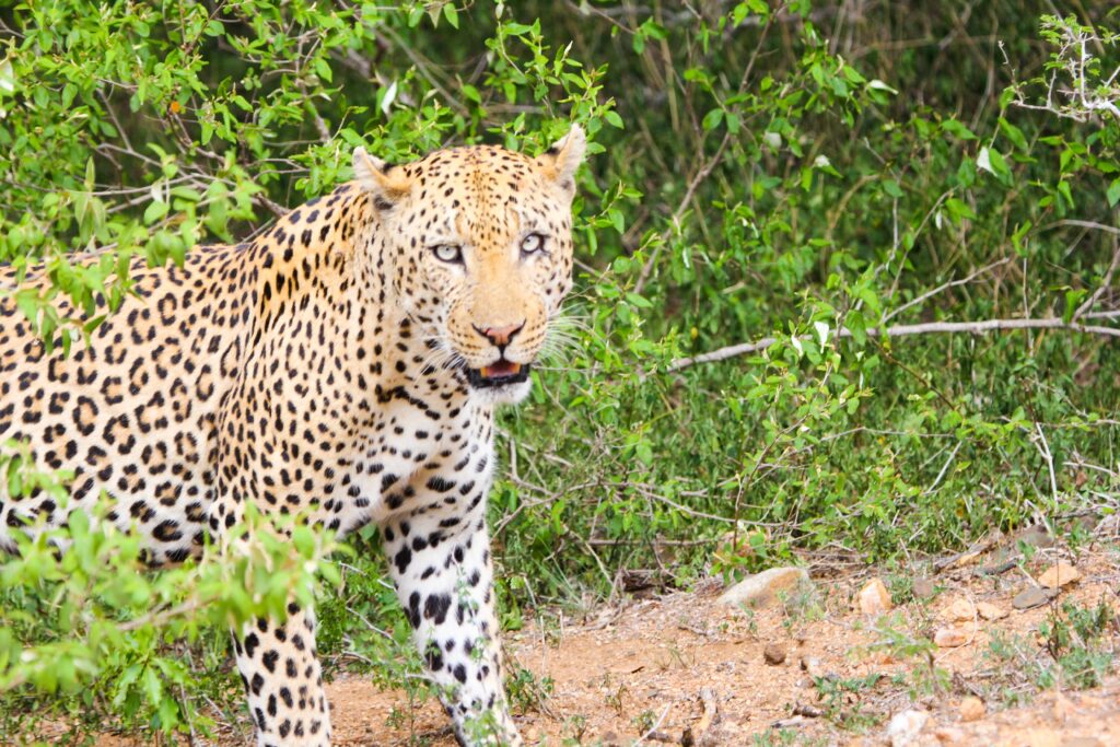 Majestic Leopard in Lush Greenery - Wild Nature Wallpaper
