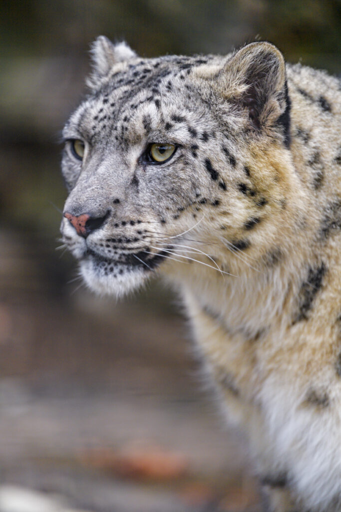 Majestic Leopard Wallpaper: Stunning Predator in Natural Habitat