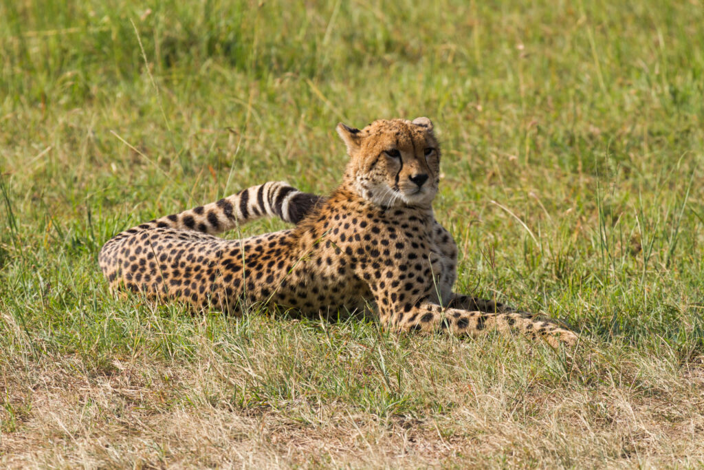 Majestic Leopard Wallpaper: Lush Grass & Spotted Coat Beauty
