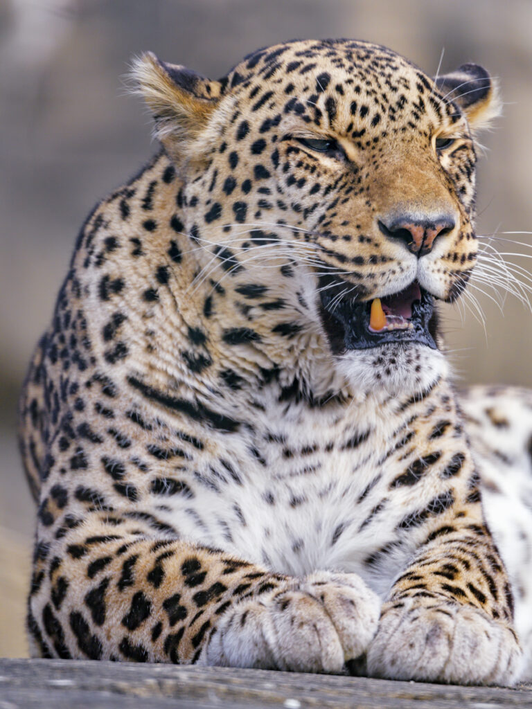Majestic Leopard Yawning: High-Resolution Spotted Wallpaper Background