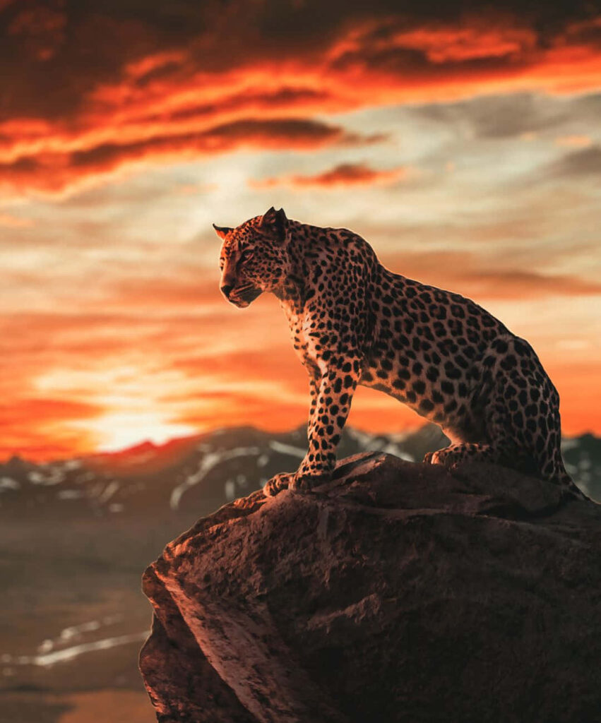 Majestic Leopard Silhouette on Cliff at Vibrant Sunset Background Wallpaper