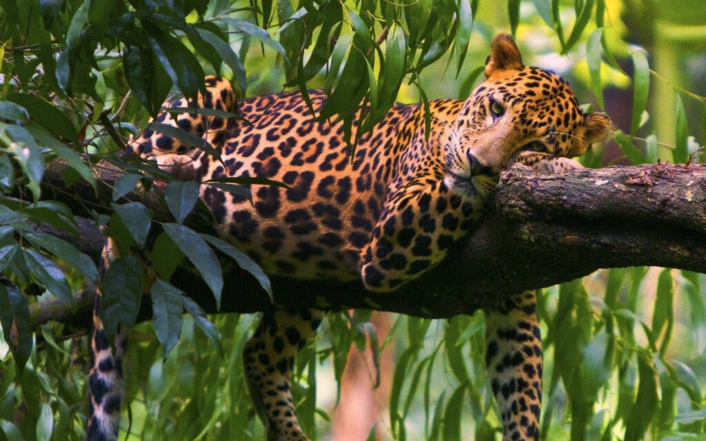 Majestic Leopard Relaxing on Tree Branch in Lush Green Habitat Wallpaper