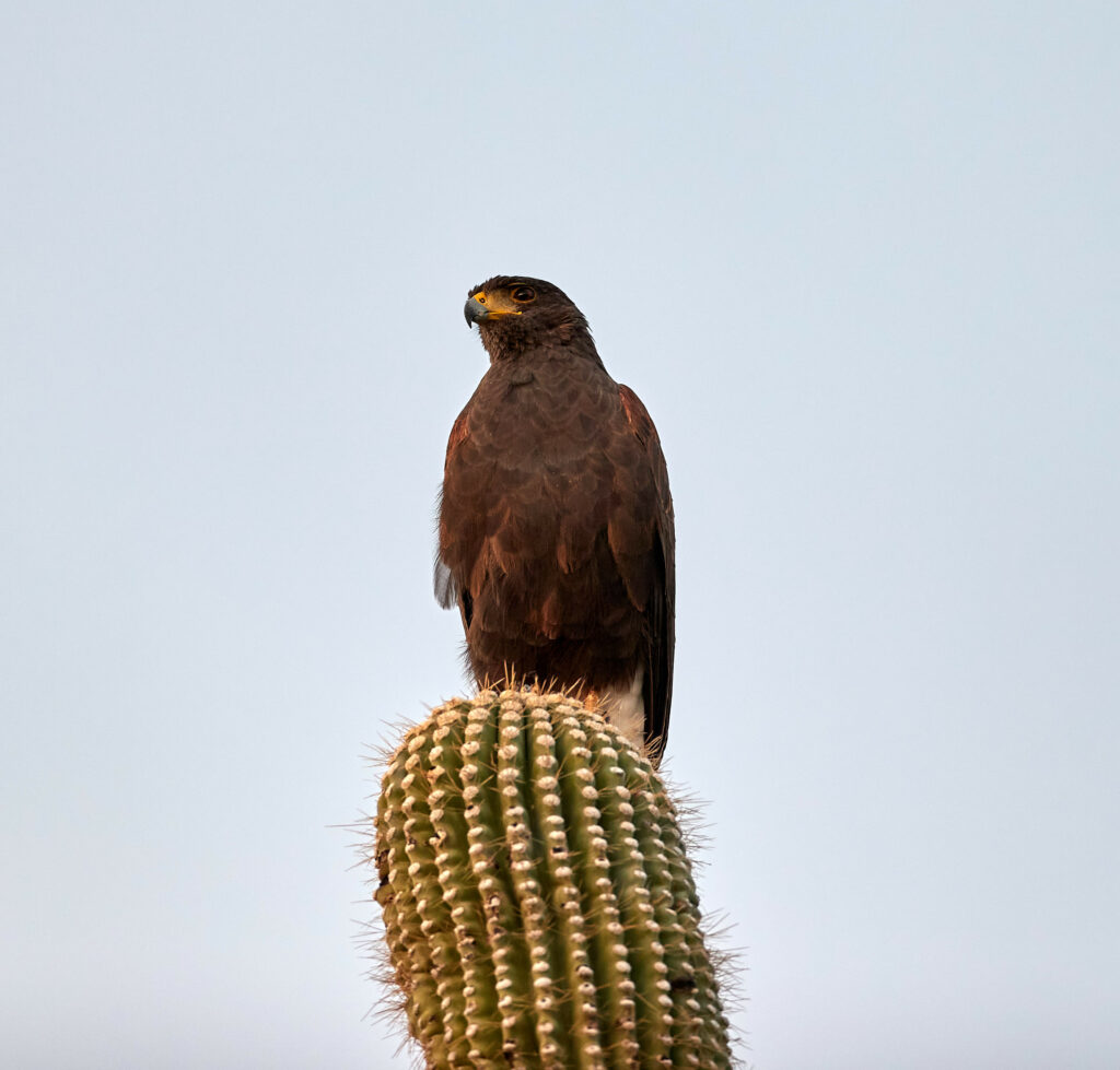 Majestic Lesser Spotted Eagle on Cactus - Serene Sky Wallpaper