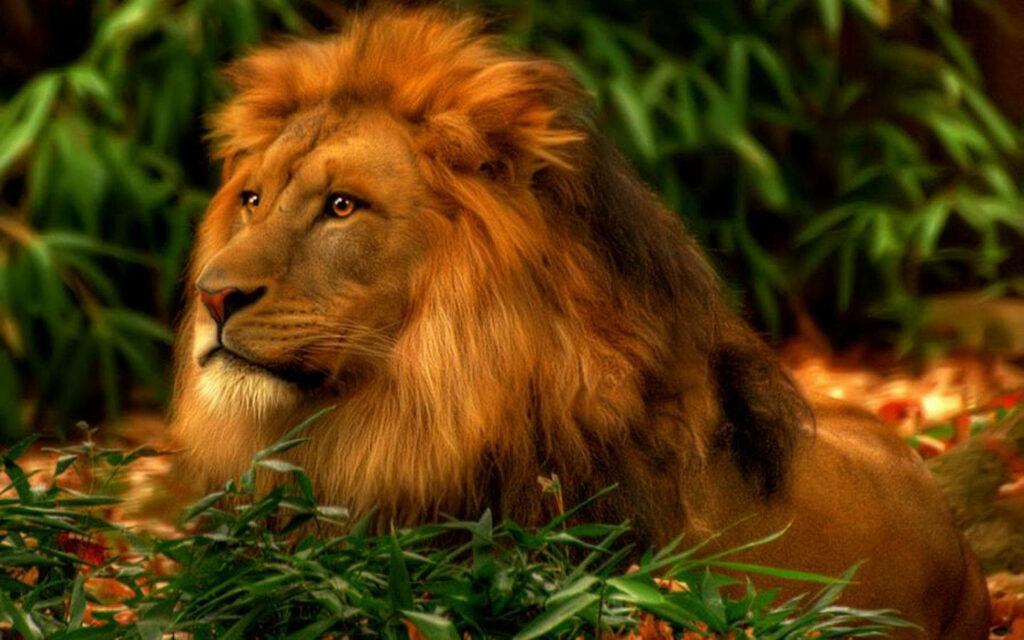 Majestic Lion 3D Wallpaper Amidst Lush Greenery Background