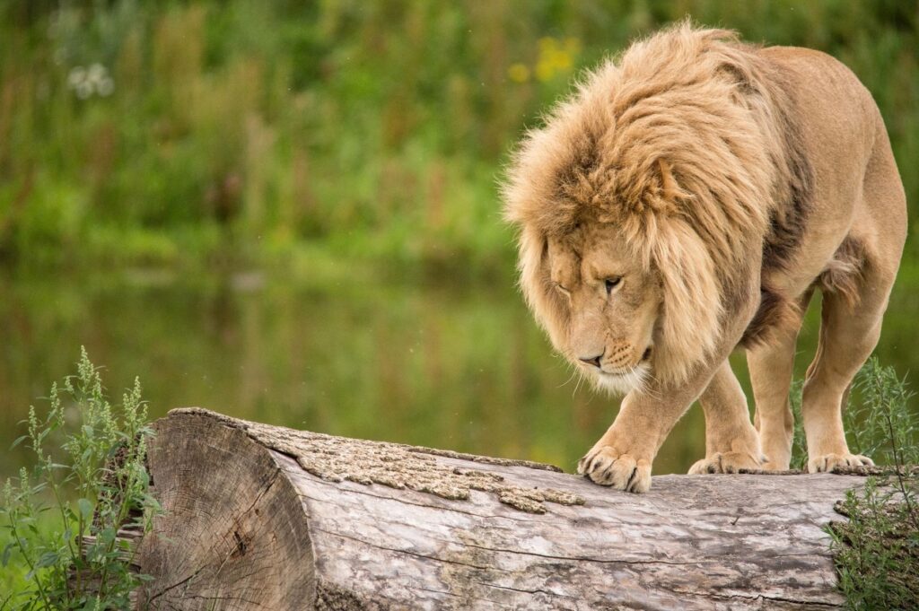Majestic Lion Climbing Log in Lush Green Background – Powerful Presence Wallpaper