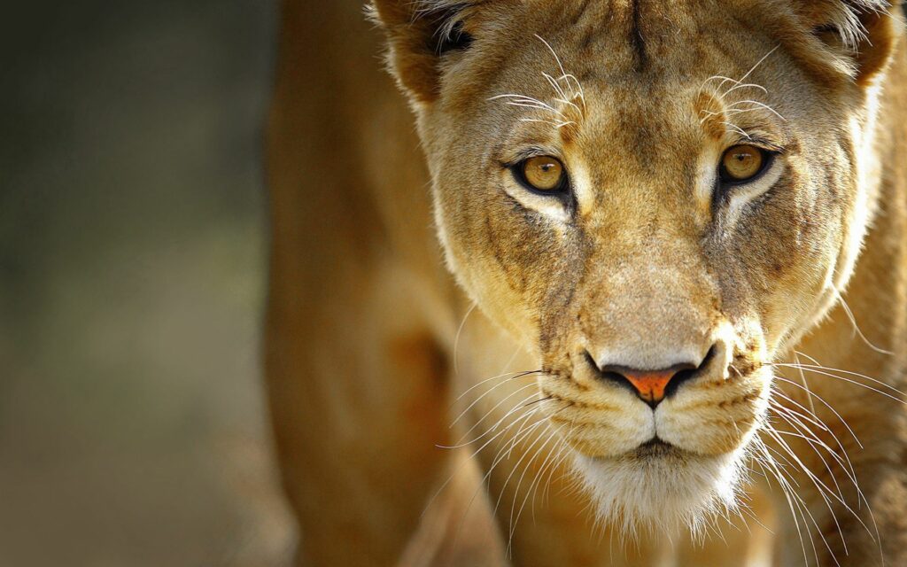 Majestic Lion Close-Up Wallpaper: Power & Grace in 1920x1200